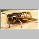 Vespula rufa - Rote Wespe Koenigin 01.jpg